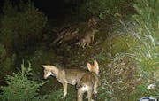 Am Calanda lebt ein Schweizer Wolfsrudel - das einzige auf der Alpennordseite. (Bild: (AMT FUER JAGD UND FISCHEREI GR))