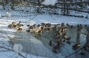 Enten im Winter am Moosweier in Bruggen. (Bild: Tagblatt-Archiv)