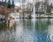 Auf dem Mühleggweier in St. Georgen schwimmen Enten schon seit 1914. (Bild: Urs Bucher)
