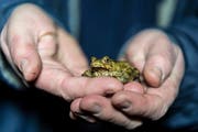 Eine Erdkröte wird auf Händen getragen - nämlich sicher über die Hauptstrasse zum Bildweier. (Bild: Hanspeter Schiess)
