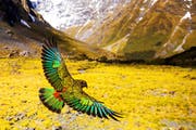 Am Sonntag ist im Museum auch ein Naturfilm über Neuseeland und seine Bergpapageien, die Keas, zu sehen. (Bild: PD)