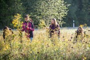 Schüler reissen in Wittenbach Neophyten aus. Die Pflanzen stellen im Naturschutz eine Herausforderung dar und bilden einer der Schwerpunkte der Tagung «Dialog Natur». (Bild: Urs Bucher (Urs Bucher))