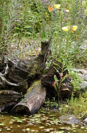 Luzia Steiner von Bioterra St.Gallen und Umgebung setzt sich auch für "wilde Nischen" in den Stadtgärten ein. Wer ein wenig "natürliche Unordnung" zulässt, unterstützt die natürliche Vielfalt. (Bild: Barbara Hettich)