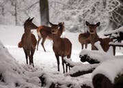 Im Überwachungsgebiet wurden nebeng esunden auch 26 tot aufgefundene oder krank erlegte Tiere untersucht. Bei keiner der 211 Proben konnte Tuberkulose festgestellt werden. (Bild: EDDY RISCH (KEYSTONE))