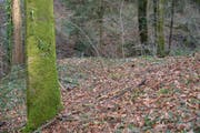 An dieser Stelle in einem Wald bei Zezikon fand ein Mann den Teppich mit der eingewickelten Leiche einer Frau. (Bild: Mario Testa)