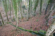 In diesem Waldstück wurde die in einen Teppich eingewickelte Leiche gefunden. (Bild: tz)