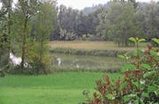 Der Bildweier in Winkeln. Das Gewässer und sein Umfeld sollen ein Paradies für Vögel und Amphibien bleiben. (Bild: Reto Voneschen)
