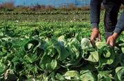 Manche Opfer von Menschenhandel werden als Arbeiter in der Landwirtschaft eingesetzt. (Bild: Francesca Agosta/Keystone)