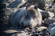 Ab Februar sollen im Wildpark Peter und Paul wieder Wildschweine einziehen. (Bild: Hanspeter Schiess (20. Februar 2014))