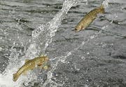 Einst waren die Bestände der Seeforelle im Einzugsgebiet des Bodensees zahlreich; noch in den 1950er-Jahren fingen Berufsfischer jährlich 14000 Tonnen und mehr. (Symbolbild) (Bild: GARRETT CHEEN (AP THE LIVINGSTON ENTERPRISE))