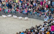 Manche Olma-Besucher stören sich an sexistischen Sprüchen von Säulirennen-Kommentator Christian Manser. (Bild: Coralie Wenger)