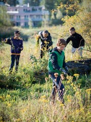 Schüler reissen in Wittenbach Neophyten aus. Die Pflanzen stellen im Naturschutz eine Herausforderung dar und bilden einer der Schwerpunkte der Tagung «Dialog Natur». (Bild: Urs Bucher (8. September 2015))