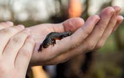 Ein Bergmolch auf der Hand einer Amphibienretterin. Von anderen Molcharten unterscheidet er sich durch den während der Laichzeit auffällig leuchtend orangen bis roten Bauch. (Bild: Reto Martin)