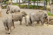 Hier die Damen, dort der Bulle: Im Kinderzoo Rapperswil wartet man sehnlichst auf Nachwuchs bei den Elefanten. (Bild: Sabine Rock (ZSP))