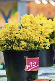 Die Politische Frauengruppe (PFG) verteilt am Frauentag traditionell Mimosen. (Bild: Michaela Rohrer)