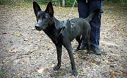 Der schwarze Schäferhund ist Mitte September an der Langgasse ausgesetzt worden. (Bild: Stadtpolizei St. Gallen)