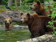 Die drei Jungbären aus dem Wildnispark Zürich leben sich im Tiergarten Straubing ein. (Bild: Tiergarten Straubing)