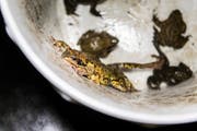 Ein Grasfrosch versucht aus dem Transportkübel eines Amphibienretters auszubrechen. (Bild: Hanspeter Schiess)