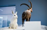 Die neue Sonderausstellung im Naturmuseum zeigt 31 Strategien, wie Tiere überwintern. (Bild: Ralph Ribi)