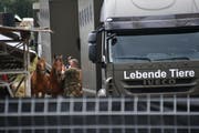 Einem Pferdezüchter aus Hefenhofen wird vorgeworfen, seine Tiere gequält zu haben. Fast 100 Pferde wurden beschlagnahmt. (Bild: Manuel Nagel)