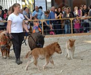 Auch Mini-Ponys sind an der Offa 2018 zu sehen. (Bild: PD)