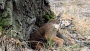 Ein Hund am Fuchsbau: Die Baujagd stresst Tiere und birgt Risiken, nicht zuletzt auch für die Hunde. (Bild: Shutterstock)