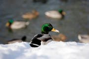Ein Stockenten-Erpel diesen Winter im Schnee am Nestweier im Riethüsli. (Bild: Hanspeter Schiess)