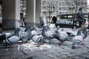 Das sieht die Polizei nicht gerne: Am Marktplatz werden Tauben gefüttert. (Bild: Jakob Ineichen)