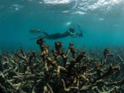 Dem Great Barrier Reef vor Australien machen wärmere Wassertemperaturen und eine damit verbundene Korallenbleiche zu schaffen. (Bild: KEYSTONE/AP The Ocean Agency / XL Catlin Seaview Survey)