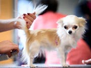 In der Schweiz häufen sich laut "SonntagsZeitung" die Meldungen über "auffällige Hunde" nach Bissen und Aggressionen. Betroffen sind immer öfter auch kleine Rassen. (Symbolbild) (Bild: KEYSTONE/LAURENT GILLIERON)