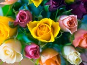 Forscher entschlüsselten das Erbgut einer Rose. Damit erhoffen sie sich Impulse für die Rosenzucht. (Bild: KEYSTONE/MARTIN RUETSCHI)