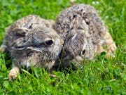 Zu engen Kontakt mit wildlebenden Hasen meiden. Sie können Menschen mit der Hasenpest anstecken. (Bild: KEYSTONE/EPA PAP/MARCIN BIELECKI)