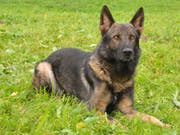 Polizeihund Quando führt die Beamten auf die Spur eines mutmasslichen Autoknackers in der Luzerner Neustadt. (Bild: Luzerner Polizei)