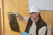 Peter Bürge begutachtet den Brutaufbau der Bienen. (Bild: Patricia Wichser)