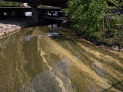 Die Spur führte bachabwärts. (Bild: Leserbild Bote der Urschweiz)