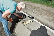 Daniela Eugster erntet sieben Wartauer Spargeln vom selben Spargelstock. (Bild: Thomas Schwizer)