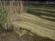 Das sieht nach Frühling aus. (Bild: Leserbild Bote der Urschweiz)