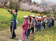 Eine Schulklasse aus der Region besichtigt die Blütenpracht. (Bild: Angela Köhler (Fukushima, April 2018))