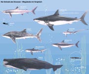 Quelle: Sauriermuseum Aathal. (Bild: Grafik: jbr)