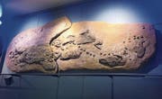 Gut zu sehen ist die riesige Schädeldecke (links) des Megalodon. (Bild: Kn.)