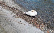 Der Schwan vermisst sein Nest. (Bild: Rossella Blattmann)