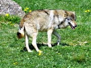 Bild: Romano Cuonz, Tierpark Goldau, 2017)