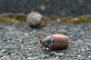 Tod auf dem Trottoir: zerdrückte Maikäfer säumen die Strassen. (Bild: Mario Testa)