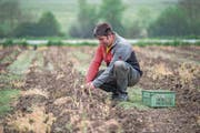 Bald bereit für den Verkauf: Landwirt Markus Gilli erntet derzeit grüne Spargeln. (Bild: Pius Amrein (Triengen, 3. Mai 2018))