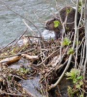 Dieser Jungbiber hat seine Burg in der Sitter bei Weissbad gebaut. (Bild: pd)
