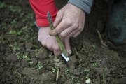 Im Sekundentakt bücken sich seine fleissigen Helfer, schneiden die genug langen Spargeln ab – das Messer dient zugleich als Messband (Bild: Pius Amrein (Triengen, 3. Mai 2018))