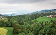 Über dem Tobel zwischen den beiden Grub wird diesen Sommer voraussichtlich die Hängebrücke gebaut. (Bild: Michel Canonica)