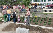 Die Erdbeerenpflanzen sollen zur Wiese zusammenwachsen. Im Vordergrund haben Kindergärtler Gemüse gesetzt. (Bild: Andrea Häusler)