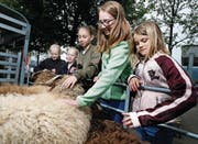 Die Kinder sollen wieder näher an das Tier herangeführt werden. (Bild: Stefan Kaiser (Oberägeri, 13. Mai 2018))