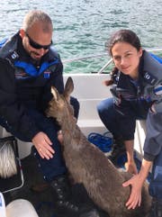 Das in Seenot geratene Reh mit seinen Rettern. (Bild: Zuger Polizei (Oberägeri, 30. April 2018))